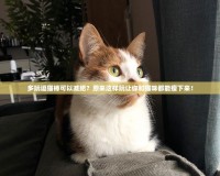 多玩逗貓棒可以減肥？原來這樣玩讓你和貓咪都能瘦下來！