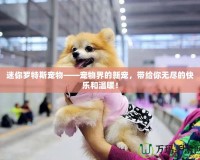 迷你羅特斯寵物——寵物界的新寵，帶給你無盡的快樂和溫暖！