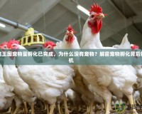 洛克王國寵物蛋孵化已完成，為什么沒有寵物？解密寵物孵化背后的玄機