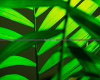 下載植物大戰(zhàn)僵尸HD，體驗超爽游戲樂趣！