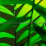 下載植物大戰僵尸HD，體驗超爽游戲樂趣！