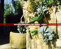 植物大戰僵尸原版手機版怎么下載？經典回歸，掌中暢玩！