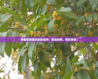 英雄聯盟國慶皮膚返場：重溫經典，精彩再現！
