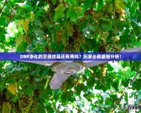 DNF凈化的靈魂結晶還有用嗎？玩家必看最新分析！