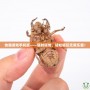 快猴游戲手機版——隨時隨地，輕松暢玩無限樂趣！
