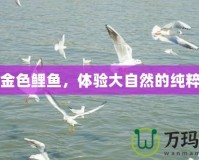 野釣金色鯉魚，體驗(yàn)大自然的純粹魅力
