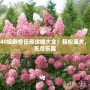 夢幻40級劇情任務攻略大全：輕松通關(guān)，暢享無盡樂趣