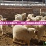 歡迎來到綿羊村攻略山羊——開啟一場別開生面的鄉村冒險之旅