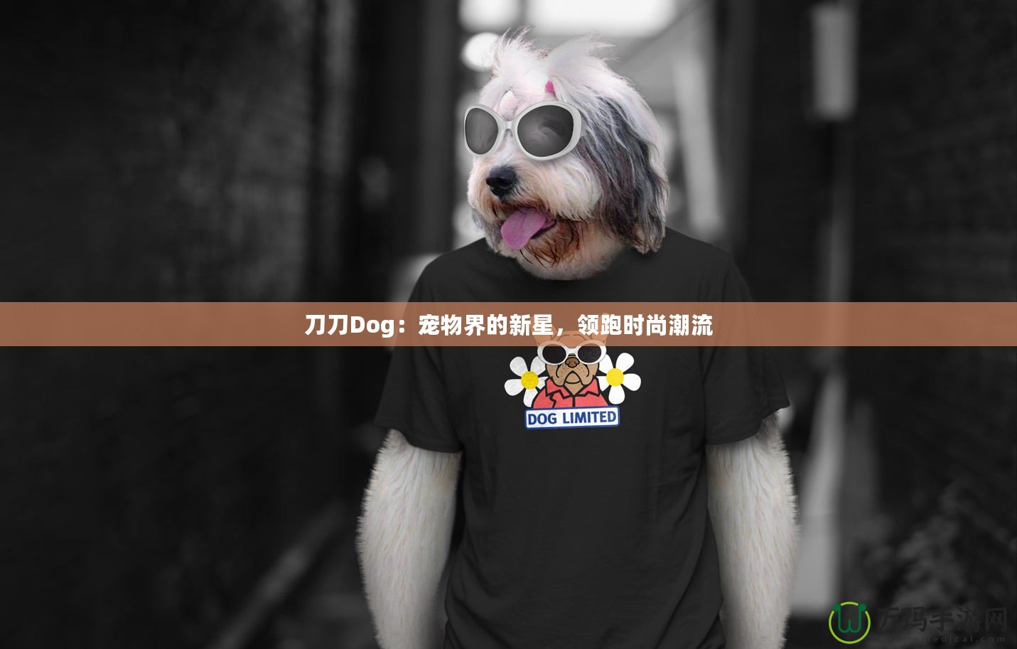 刀刀Dog：寵物界的新星，領跑時尚潮流