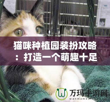 貓咪種植園裝扮攻略：打造一個萌趣十足的貓咪樂園