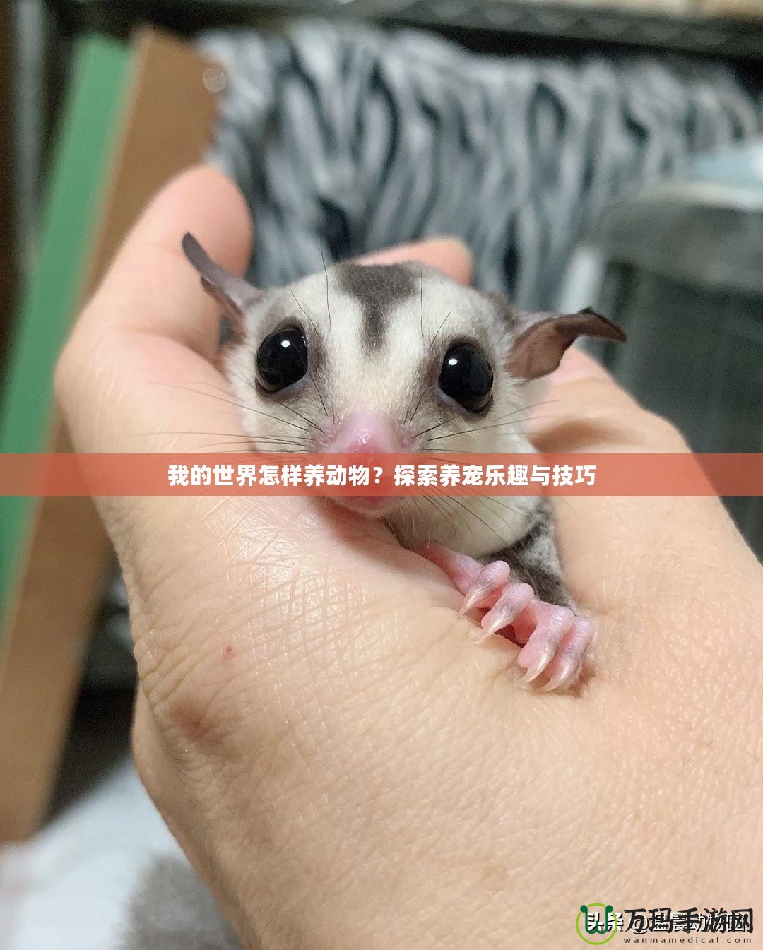 我的世界怎樣養動物？探索養寵樂趣與技巧